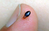 Kent Pest Control Pros - Photo 7 - Car repair in , Kent