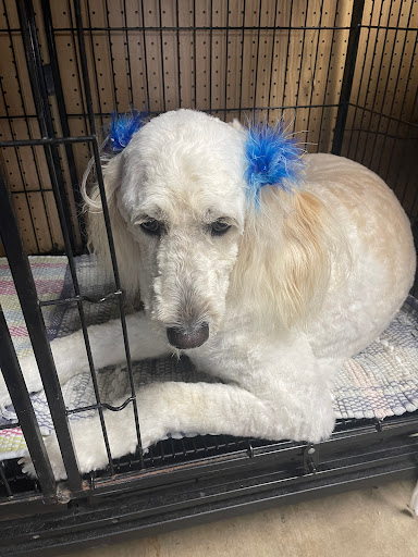 Top Performance Grooming