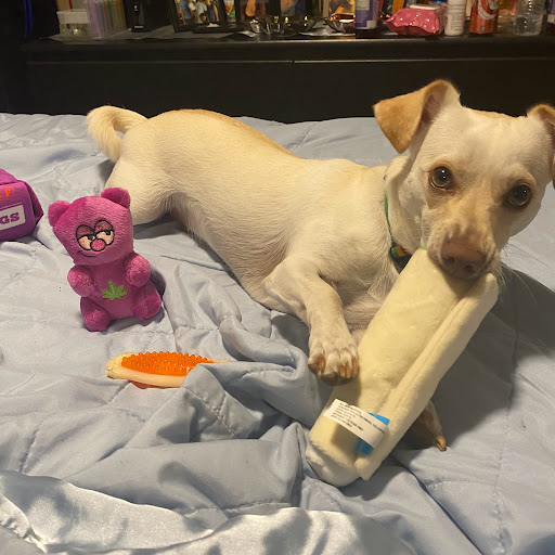 Pet Supply Store «Petco Animal Supplies», reviews and photos, 855 E Bidwell St, Folsom, CA 95630, USA