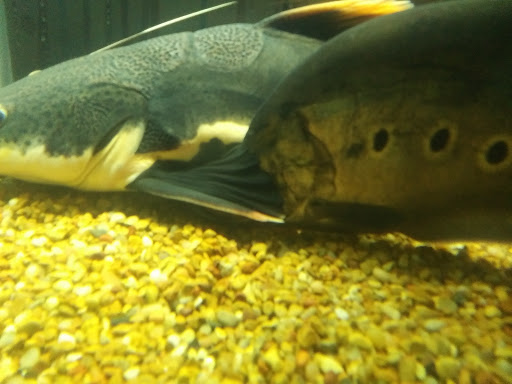 Pet Supply Store «Pet Valu», reviews and photos, 7750 Brandt Pike, Huber Heights, OH 45424, USA