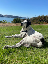 KikiWalksDogs - Photo 4 - Car repair in , Vallejo