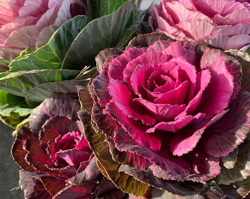 Produce Market «City of Rochester Public Market», reviews and photos, 280 Union St N, Rochester, NY 14609, USA