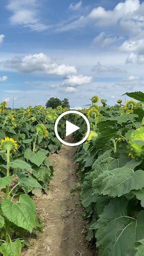 Orchard «Tuttle Orchards», reviews and photos, 5717 N 300 W, Greenfield, IN 46140, USA