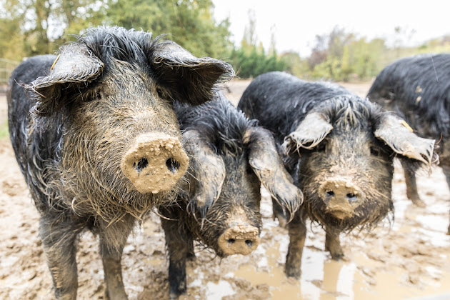 Photo Appartement de vacances Bienvenue à l'Aoueille 32320 Pouylebon