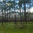 Apalachicola National Forest