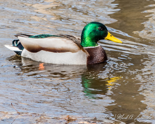 Nature Preserve «Stage Nature Center», reviews and photos, 6685 Coolidge Hwy, Troy, MI 48098, USA