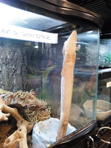 Pet Store «Exotic Pets», reviews and photos, 2410 N Decatur Blvd #160, Las Vegas, NV 89108, USA