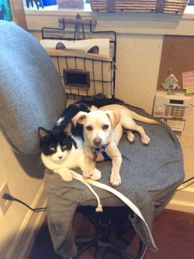 Pet Store «Humboldt Pet Supply», reviews and photos, 145 G St, Arcata, CA 95521, USA