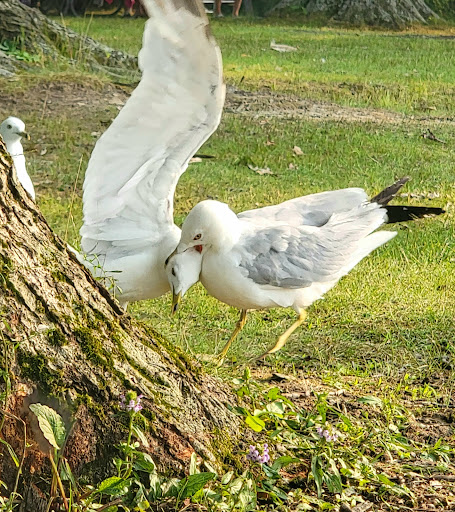 Tourist Attraction «West Branch State Park Beach», reviews and photos, Esworthy Rd, Ravenna, OH 44266, USA