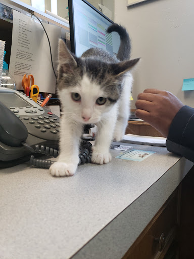 Greers Ferry Veterinary Clinic