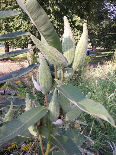 Park «Welles Park», reviews and photos, 2333 W Sunnyside Ave, Chicago, IL 60625, USA