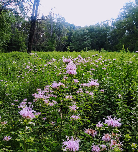 Nature Preserve «Wilma Quinlan Nature Preserve», reviews and photos, Mathews Ave, New Britain, PA 18901, USA