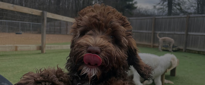 Bonesboro Dog Daycare & Boarding 947 Co Rd 712, Jonesboro, AR 72405