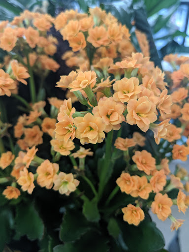 Florist «Flowerama», reviews and photos, 4 W Hawley St, Mundelein, IL 60060, USA