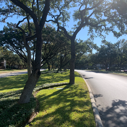 All Arbor Tree Trimming San Antonio