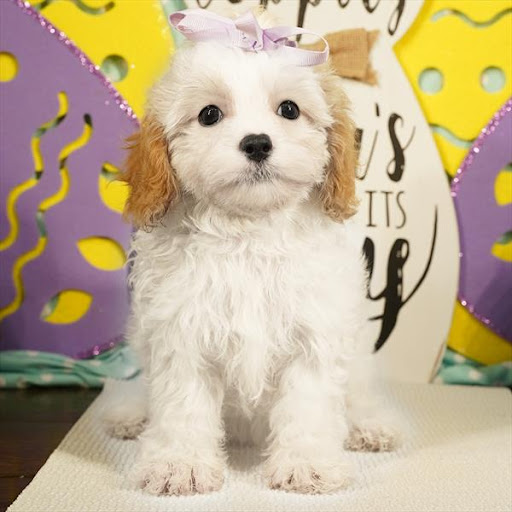 Pet Store «Pet Planet», reviews and photos, 11968 S Redwood Rd, Riverton, UT 84065, USA