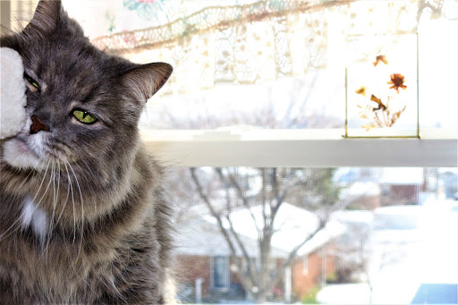 Craft Store «Hobby Lobby», reviews and photos, 5422 Forest Dr Suite 110, Columbia, SC 29206, USA