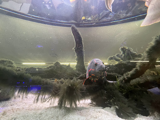 Pet Store «Animal Attraction», reviews and photos, 2518 11th Ave, Greeley, CO 80631, USA