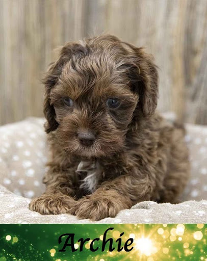 Pet Store «Pet Express», reviews and photos, 100 Independence Way, Danvers, MA 01923, USA