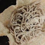 Photo n°6 de l'avis de Debh. fait le 30/08/2022 à 13:35 sur le  Pizza in Trevi à Rome