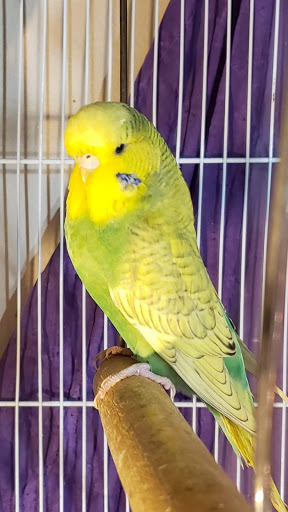 Pet Store «Kalamazoo Reptile Show», reviews and photos, 2900 Lake St, Kalamazoo, MI 49048, USA