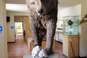MOM-Marsicano Bear Museum image
