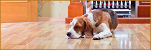 Happiness is Pets LLC - Photo 6 - Car repair in , Centennial