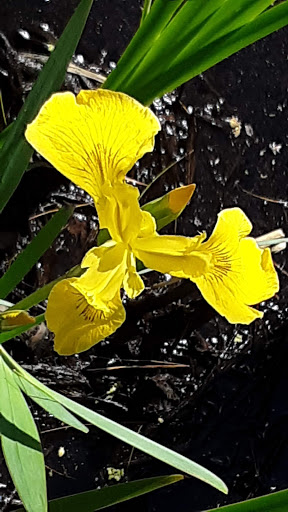 Nature Preserve «Seatuck Environmental Association», reviews and photos, 550 S Bay Ave, Islip, NY 11751, USA