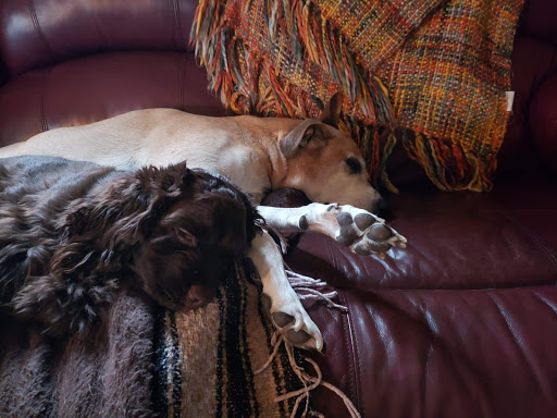 Pet Supply Store «Pet Supplies Plus», reviews and photos, 2424 W State St, Alliance, OH 44601, USA