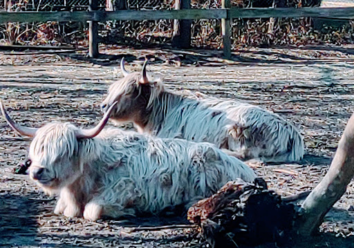 Zoo «Queens Zoo», reviews and photos, 53-51 111th St, Corona, NY 11368, USA