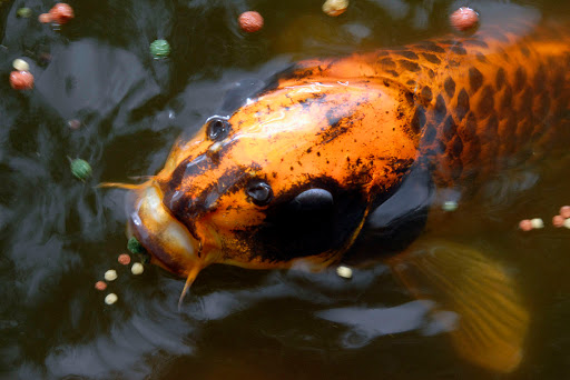 Koi-Center Schafflund Wallsbeker Teiche unter Schafflund, 