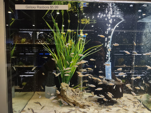 Tropical Fish Store «Fish Gallery», reviews and photos, 2909 Fountain View Dr, Houston, TX 77057, USA