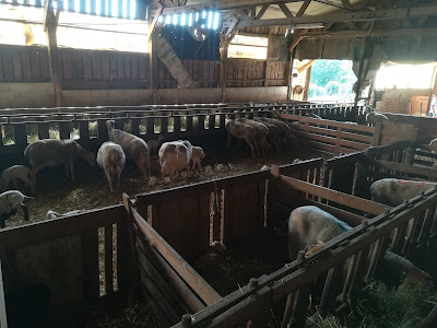 GAEC des Grands Causses / Ferme Seguin à Sévérac-d'Aveyron