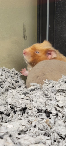 Pet Supply Store «PetSmart», reviews and photos, 20 W University Pkwy, Orem, UT 84058, USA