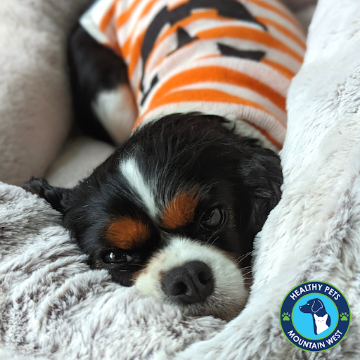 Pet Store «Healthy Pets Mountain West», reviews and photos, 2352 Fort Union Blvd, Cottonwood Heights, UT 84121, USA