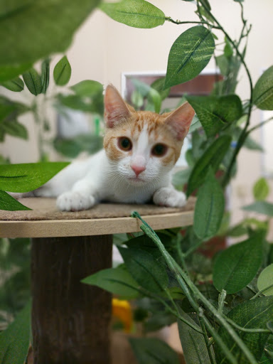 Non-Profit Organization «Valley Humane Society», reviews and photos