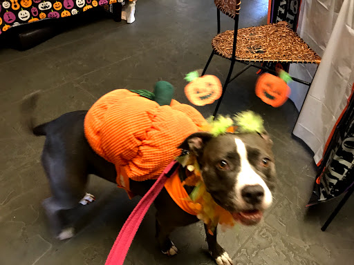 Pet Supply Store «Pet Food Express», reviews and photos, 320 S Lake Ave, Pasadena, CA 91101, USA