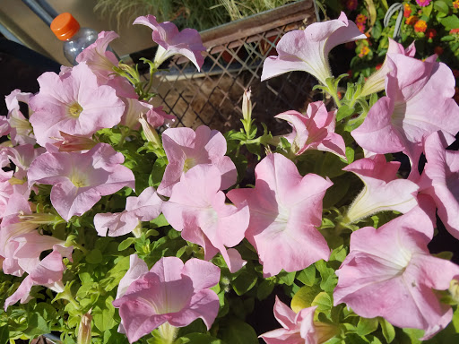 Hardware Store «Ham Lake Hardware Hank», reviews and photos, 17426 MN-65, Ham Lake, MN 55304, USA