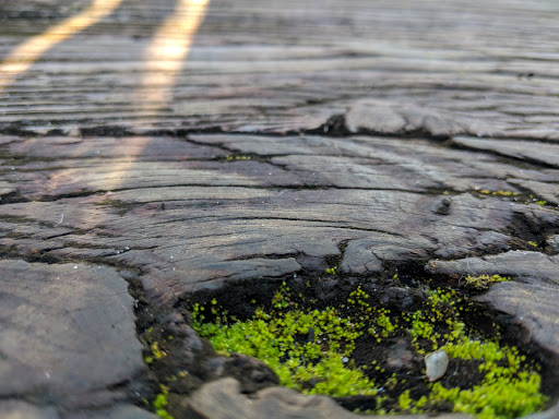 Park «Sanford D. Cox, Sr. Community Park», reviews and photos, 470 Elizabeth Dr, Murrells Inlet, SC 29576, USA