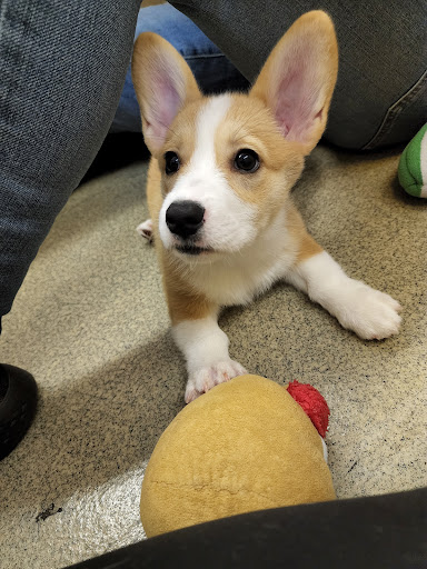 Pet Store «Petland Hilliard», reviews and photos, 5253 Nike Dr, Hilliard, OH 43026, USA