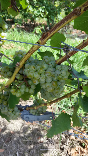 Winery «Fenn Valley Vineyards», reviews and photos, 6130 122nd Ave, Fennville, MI 49408, USA