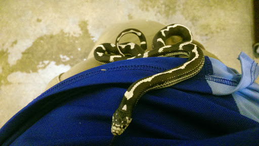 Pet Supply Store «PetSmart», reviews and photos, 1140 W Elliot Rd, Tempe, AZ 85284, USA