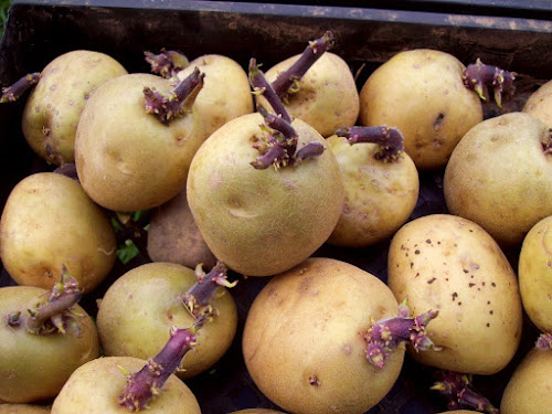 GARRIGUES FRERES - Achat plants et semences pommes de terre à Onet-le-Château