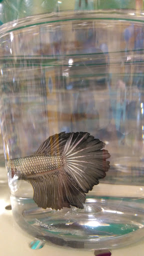 Pet Supply Store «PetSmart», reviews and photos, 2356 W State Rte 89A, Sedona, AZ 86336, USA