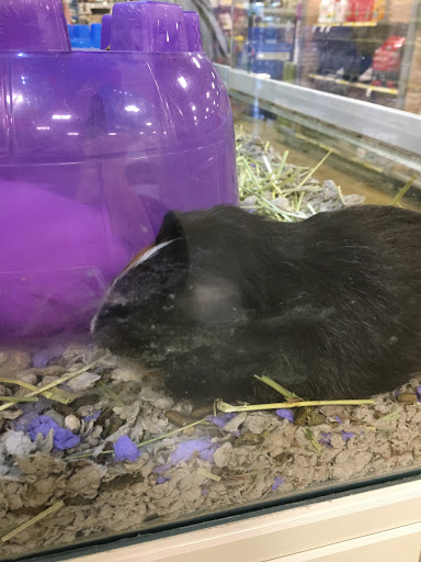 Pet Supply Store «PetSmart», reviews and photos, 9589 Ridgetop Blvd NW, Silverdale, WA 98383, USA
