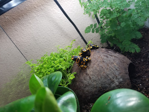 Reptile Store «La Habra Pets», reviews and photos, 1919 W La Habra Blvd, La Habra, CA 90631, USA