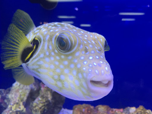 Tropical Fish Store «Epic Oceans», reviews and photos, 3217 S Mill Ave, Tempe, AZ 85282, USA