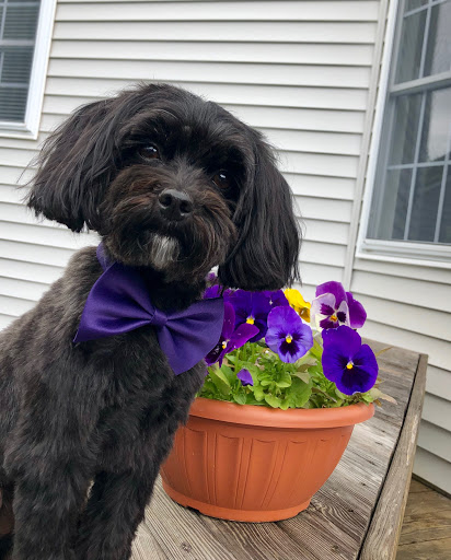 Pet Supply Store «Petco Animal Supplies», reviews and photos, 188 Kitts Ln, Newington, CT 06111, USA