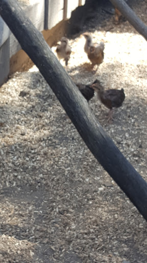 Museum «Coggeshall Farm Museum», reviews and photos, 1 Colt Dr, Bristol, RI 02809, USA