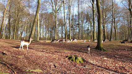 Hundeskoven Ved Dyrehaven
